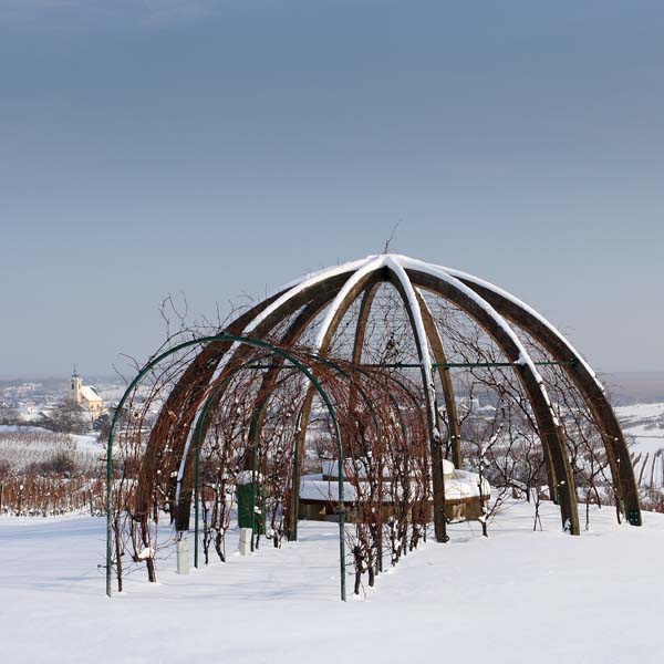 Weinlaubenkuppel Winter